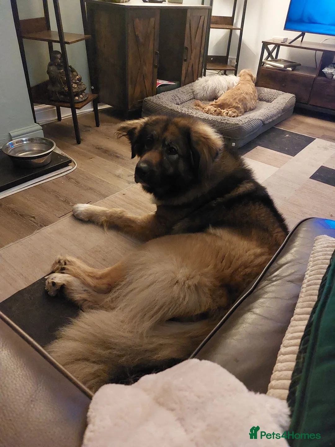 Leonberger dogs for sale: Spayed Leonberger for rehome - Advert 6