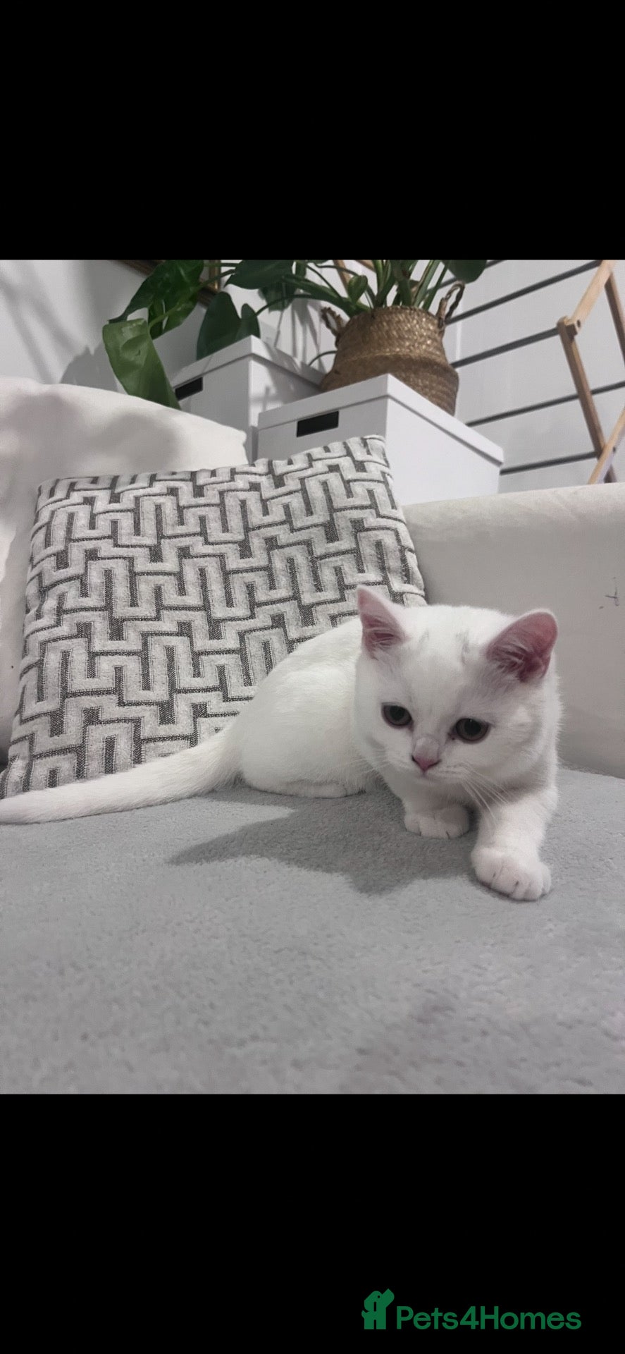 British Shorthair cats 🐾 4 BSH Kittens – White, Blue & Golden 🤍🩵💛 - Advert 2