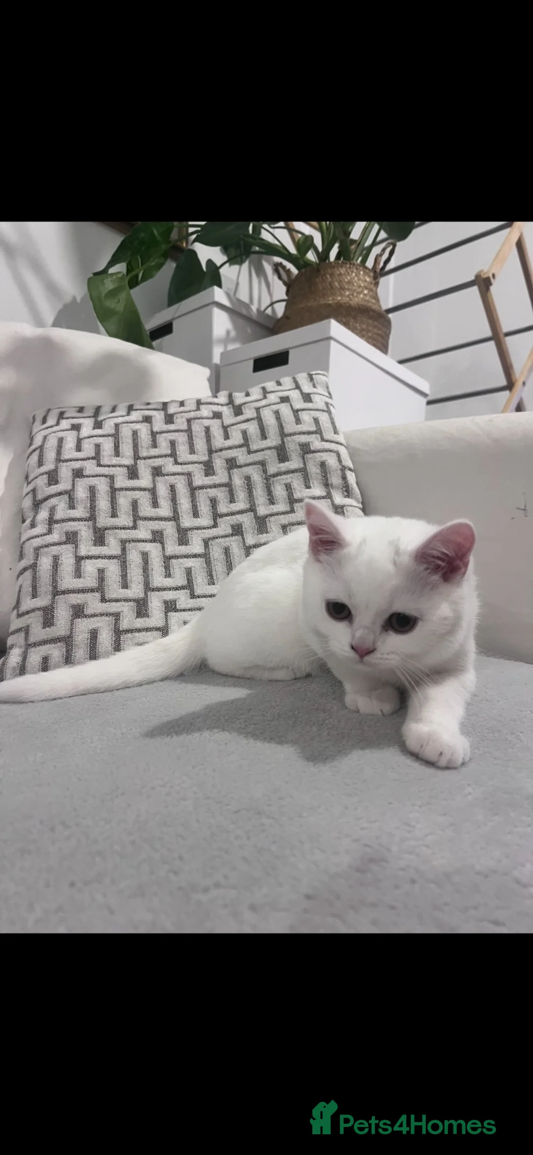 British Shorthair cats for sale: 🐾 4 BSH Kittens – White, Blue & Golden 🤍🩵💛 - Advert 2