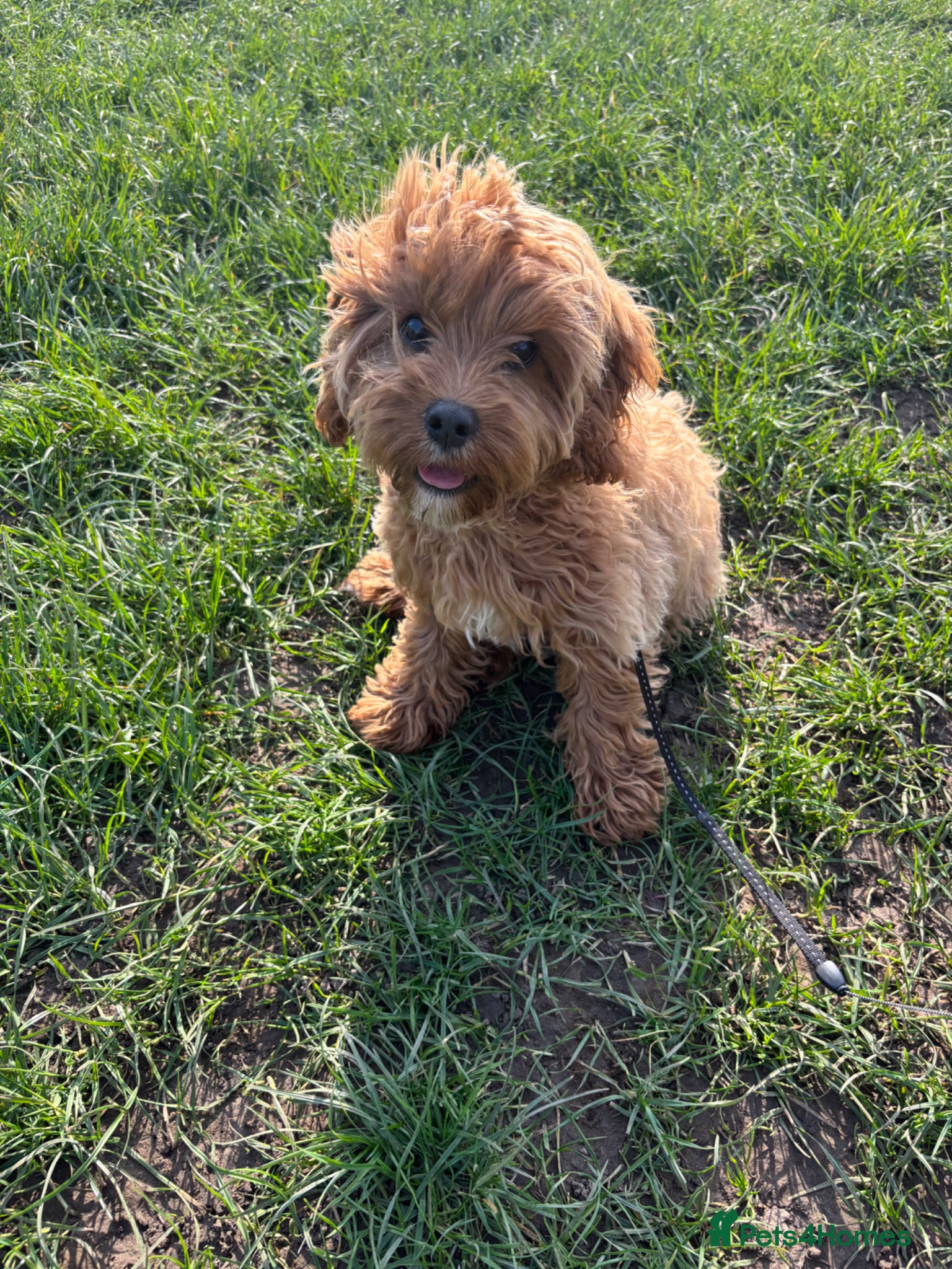 Cavapoo dogs Cavapoo solid Red  - Advert 1