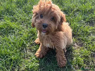 Cavapoo dogs Cavapoo solid Red - Advert 1