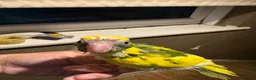 Parakeets birds for sale: Hand reared hand tame kakariki - Advert 4