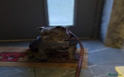 Staffordshire Bull Terrier dogs for sale: Blue Staffies Kc Registered - Image 10