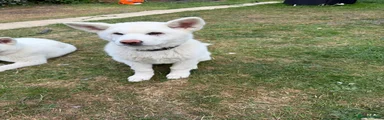 Japanese Akita Inu 2