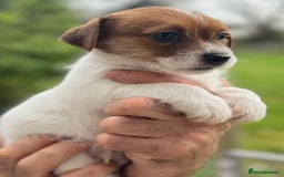 Jack Russell dogs for stud: Super KC Reg Health Tested Jack Russell  - Image 6