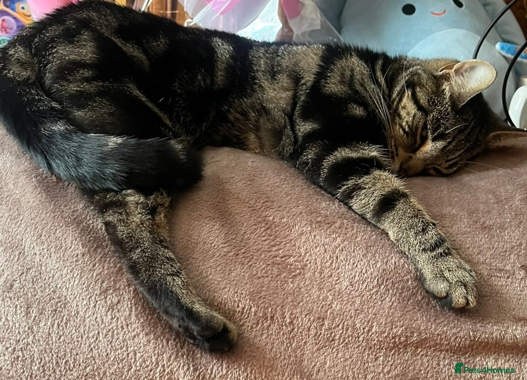 Domestic Shorthair cats for sale: Looking for a loving home for our loved male cat. - Image 7