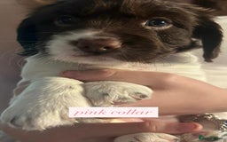 Sprocker dogs for sale: Sprocker puppies. Ready to leave 10th October.  - Image 17