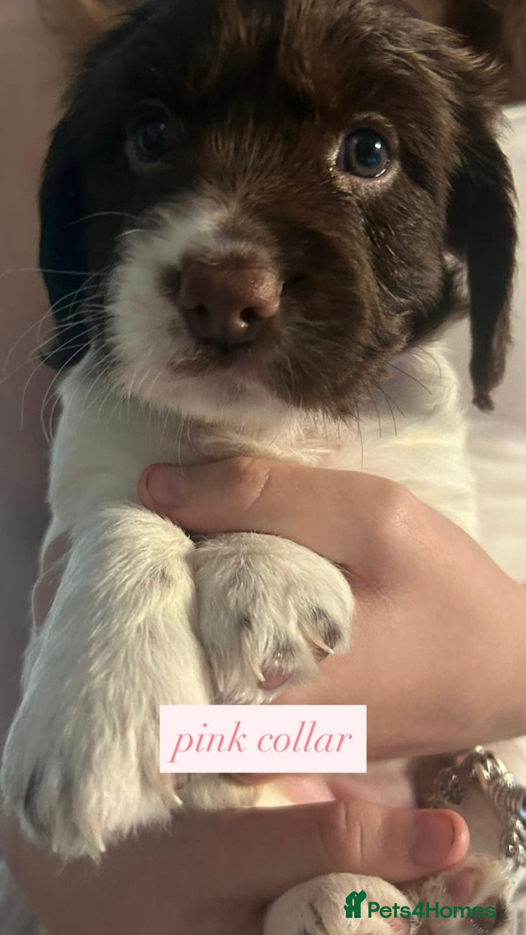 Sprocker dogs for sale: Sprocker puppies. Ready to leave 10th October.  - Image 17