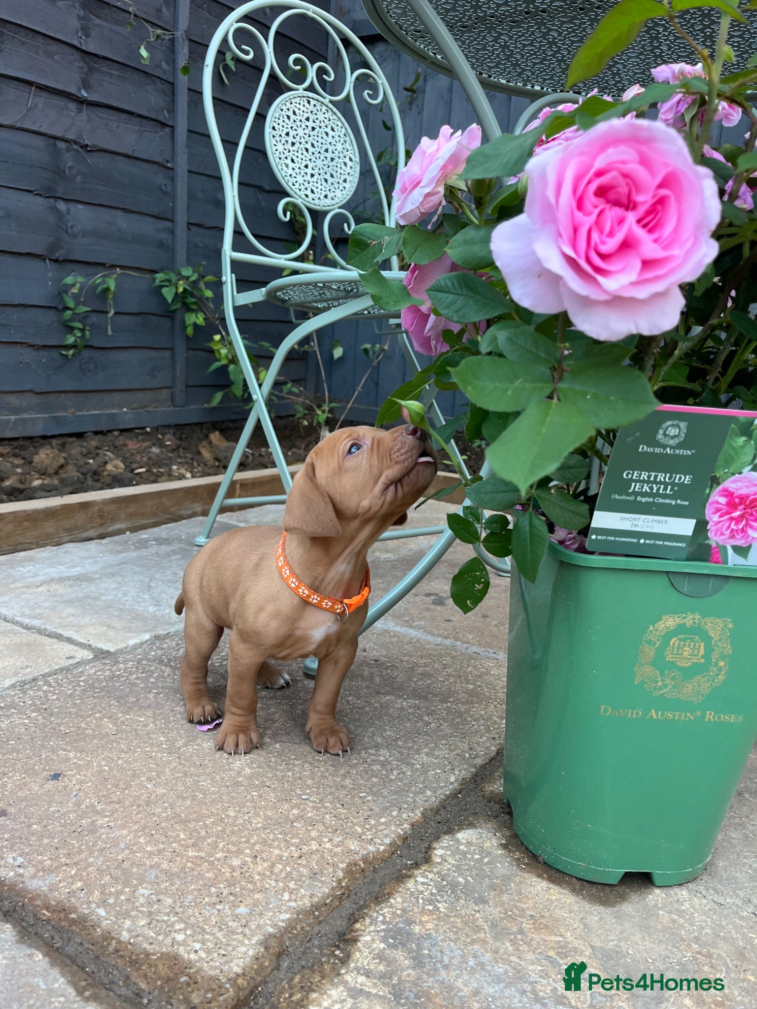 Hungarian Vizsla dogs for sale: Championship Bloodline Pedigree Hungarian Vizsla - Advert 1