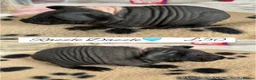 Guinea Pig rodents for sale: Pedigree guinea pigs  - Advert 10