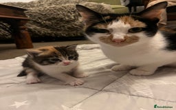 Mixed Breed cats for sale: 6 beautiful kittens for sale  - Image 2