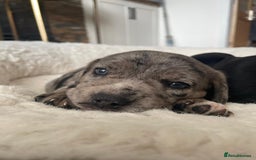 Mixed Breed dogs for sale: Dalmatian X Chiweenie Puppies - Image 5