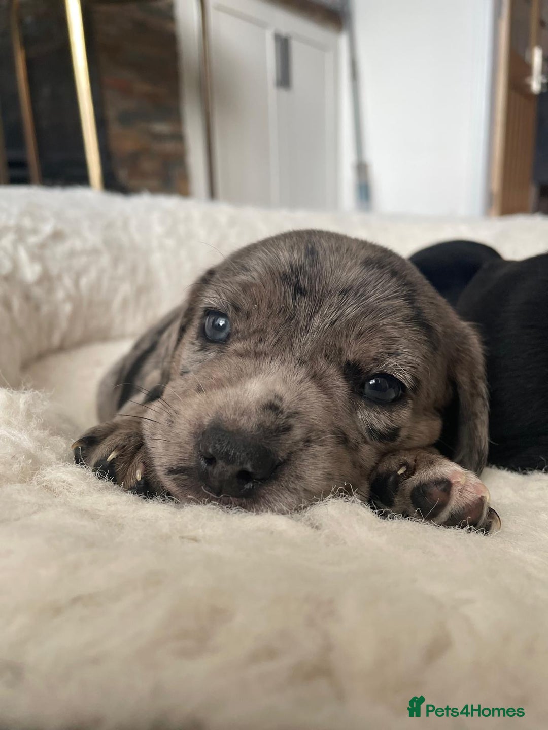 Mixed Breed dogs for sale: Dalmatian X Chiweenie Puppies - Image 5