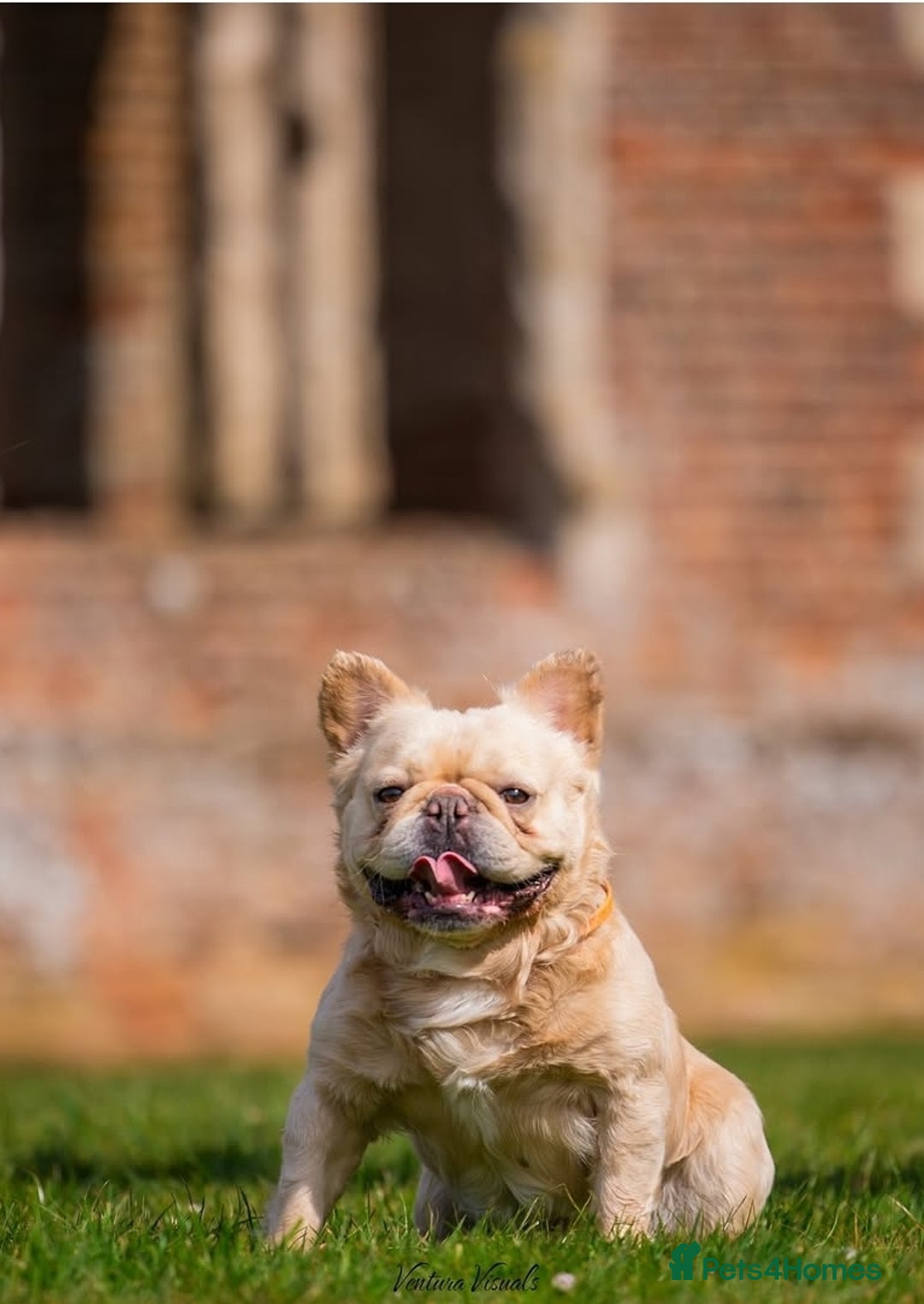 French Bulldog dogs for sale: Fluffy french bulldog puppies - Image 23