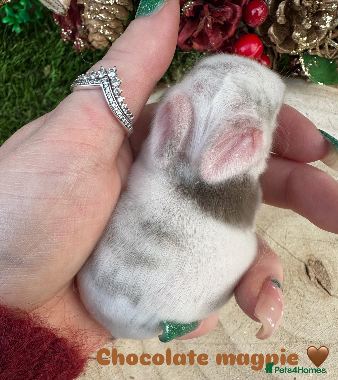 Mini Lop rabbits for sale: Stunning mini lop bunnies ready to reserve  - Advert 7