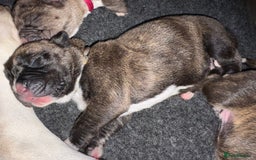 Boxer dogs for sale: Beautiful Boxer cross - Image 17