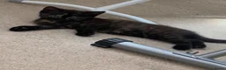 British Longhair cats for sale: Beautiful kittens in need forever homes❤️ - Advert 19