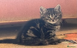 British Shorthair cats for sale: Three full tabby kittens and one black kitten - Image 11