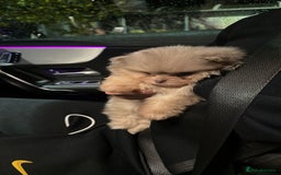 Pomeranian dogs for sale: Lilac merle and tan pomeranian  - Image 2