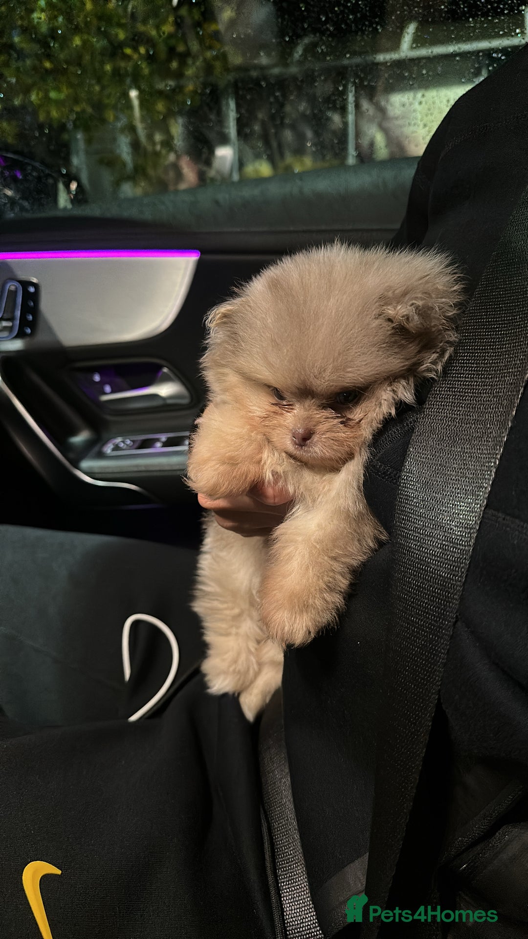 Pomeranian dogs for sale: Lilac merle and tan pomeranian  - Image 2