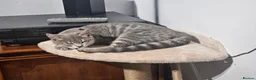Bengal cats for sale: Stunning Snow Lynx Female Bengal  in Reading - Advert 7