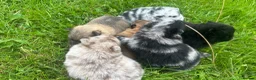 Pomeranian dogs for sale: 🐾 Beautiful Merle & Sable Pomeranian Puppies 🐾 - Advert 8