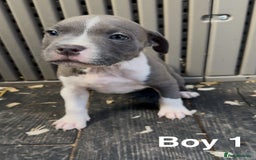 Staffordshire Bull Terrier dogs for sale: Stunning litter of Staffs - Image 4