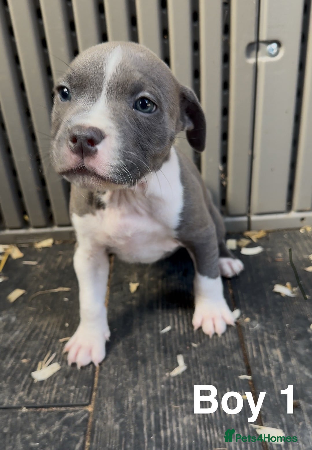 Staffordshire Bull Terrier dogs for sale: Stunning litter of Staffs - Image 4
