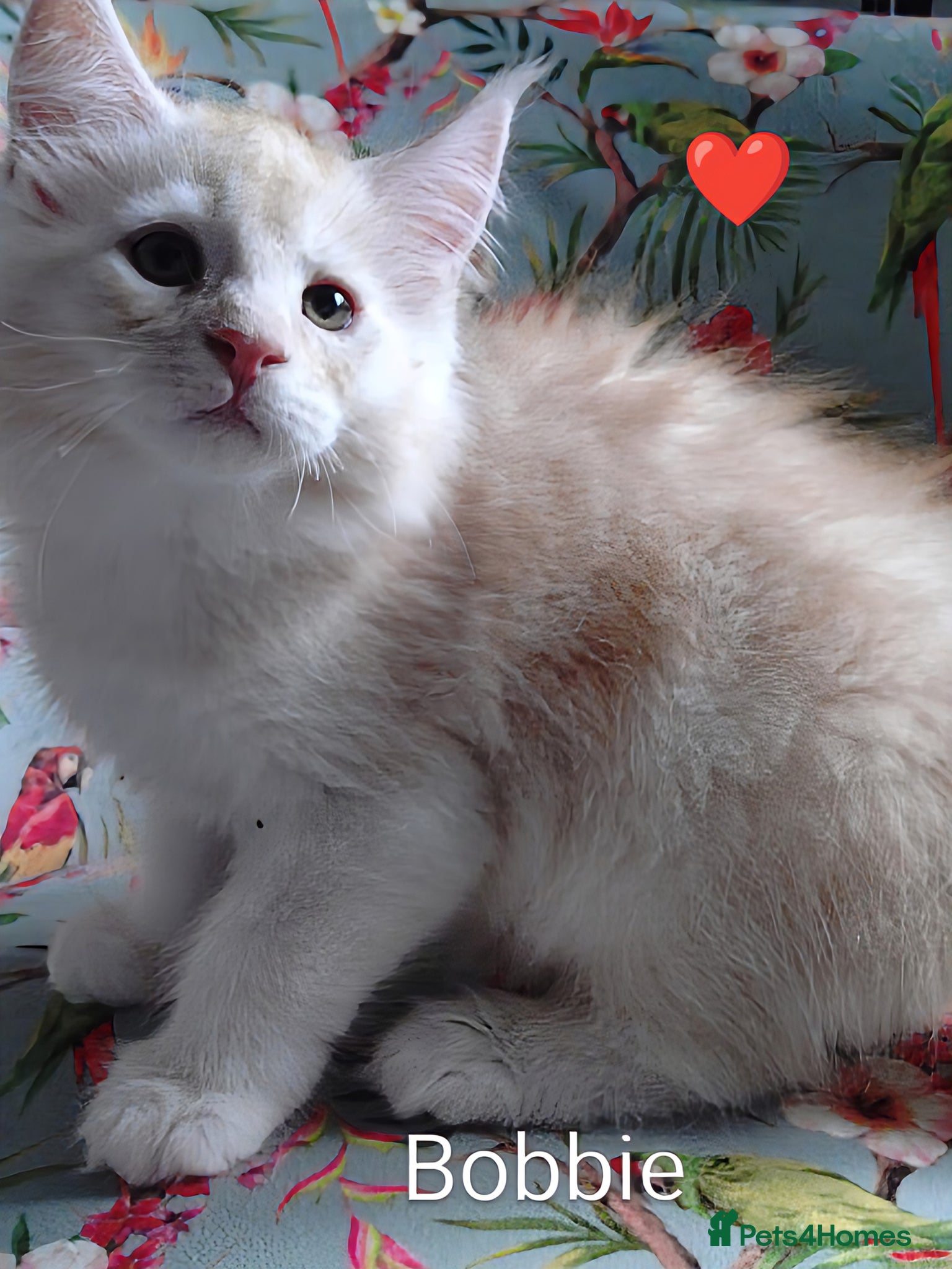 Maine Coon cats for sale: Maine coon boy kitten GCCF pedigree - Advert 5