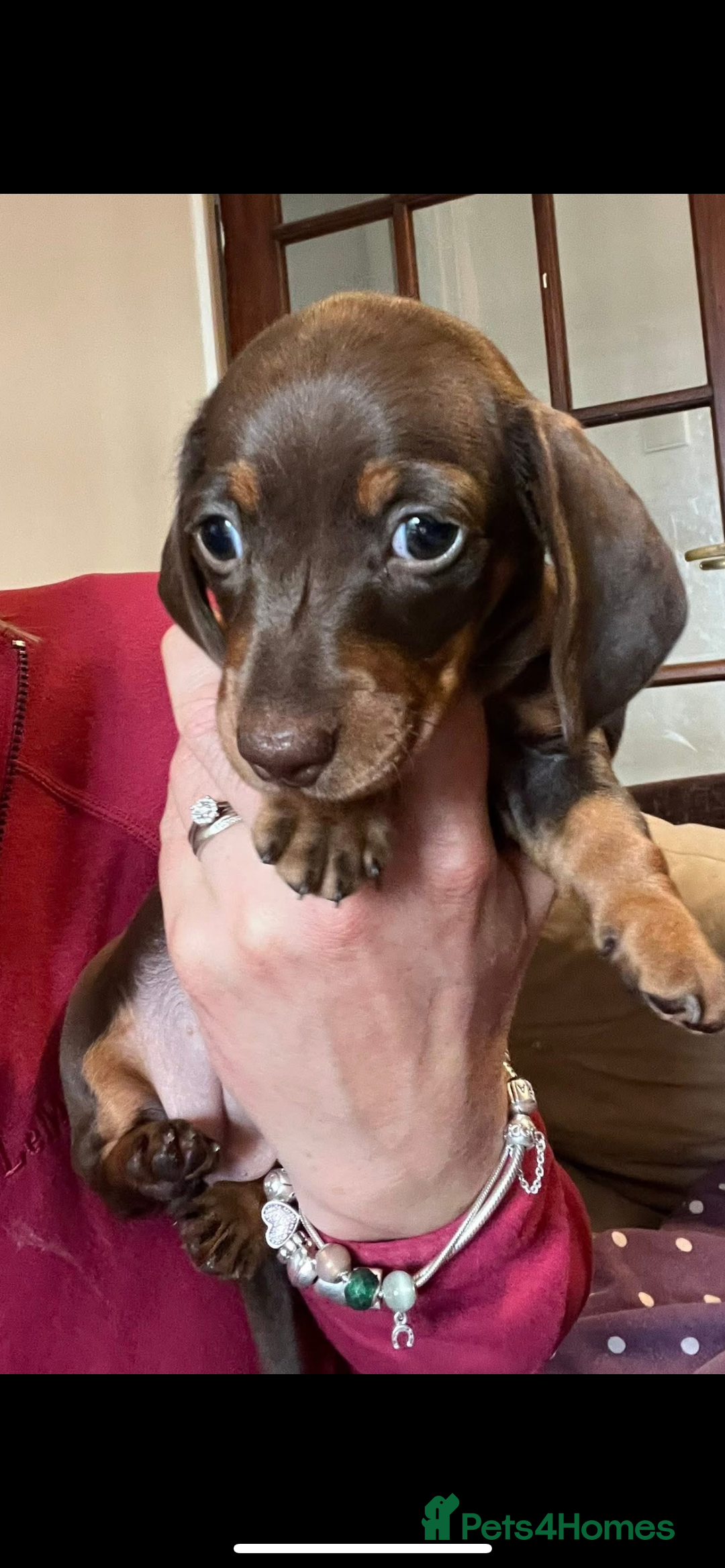 Miniature Dachshund dogs for sale: Kc registered Miniature female dachshund  - Image 1