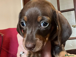 Miniature Dachshund dogs - Advert 27