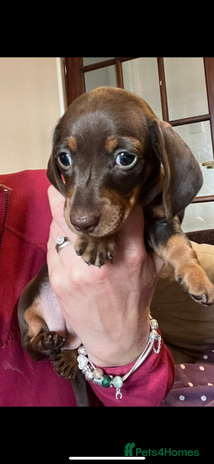Miniature Dachshund dogs - Advert 15