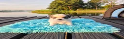 Chihuahua dogs for sale: Stunning Long-Haired Chihuahua Puppies in Guildford - Advert 30