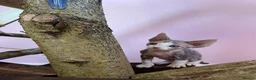 Devon Rex cats for sale: Beautiful pure Devon Rex kittens  - Advert 12