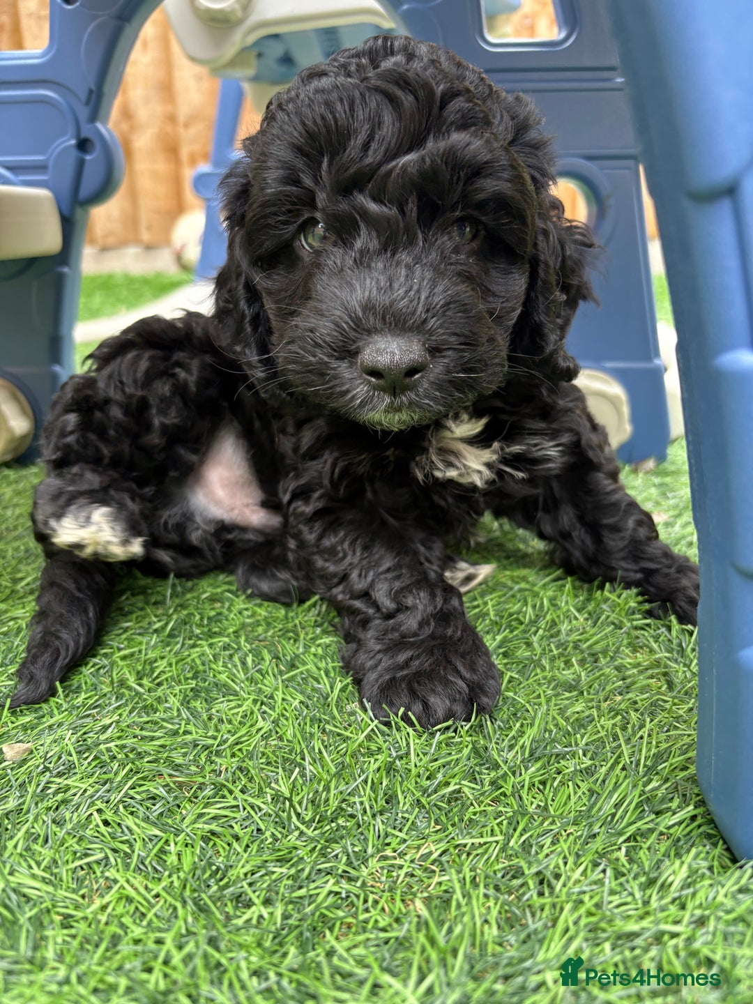Mixed Breed dogs for sale: Girl cockapoo puppy  - Image 4