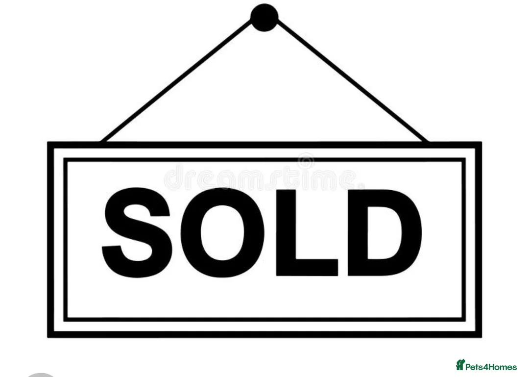 Parson Russell dogs for sale: Parson Pup - Advert 15