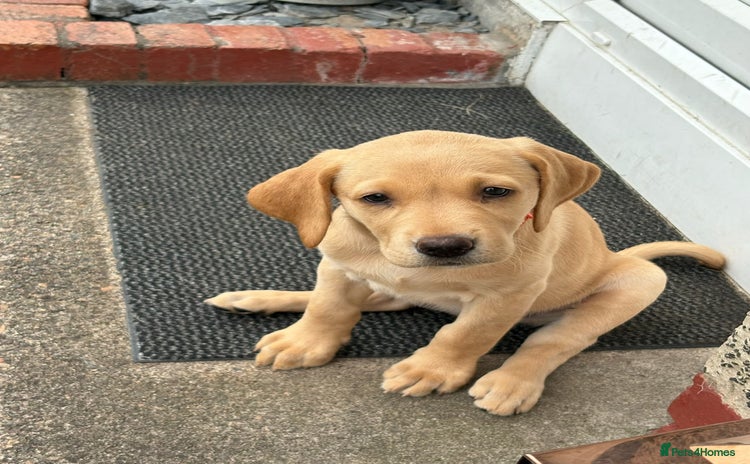 Labrador Retriever dogs in Lanark - Advert 4
