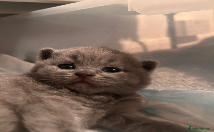 British Shorthair cats - Advert 4