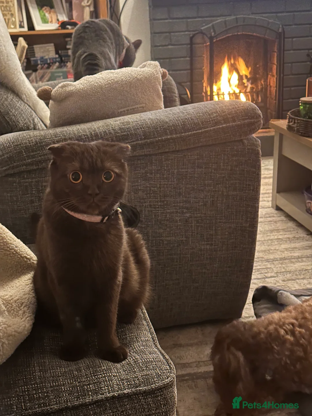 Scottish Fold cats for sale: Rare chocolate Scottish Fold Cat 🐾 - Advert 3