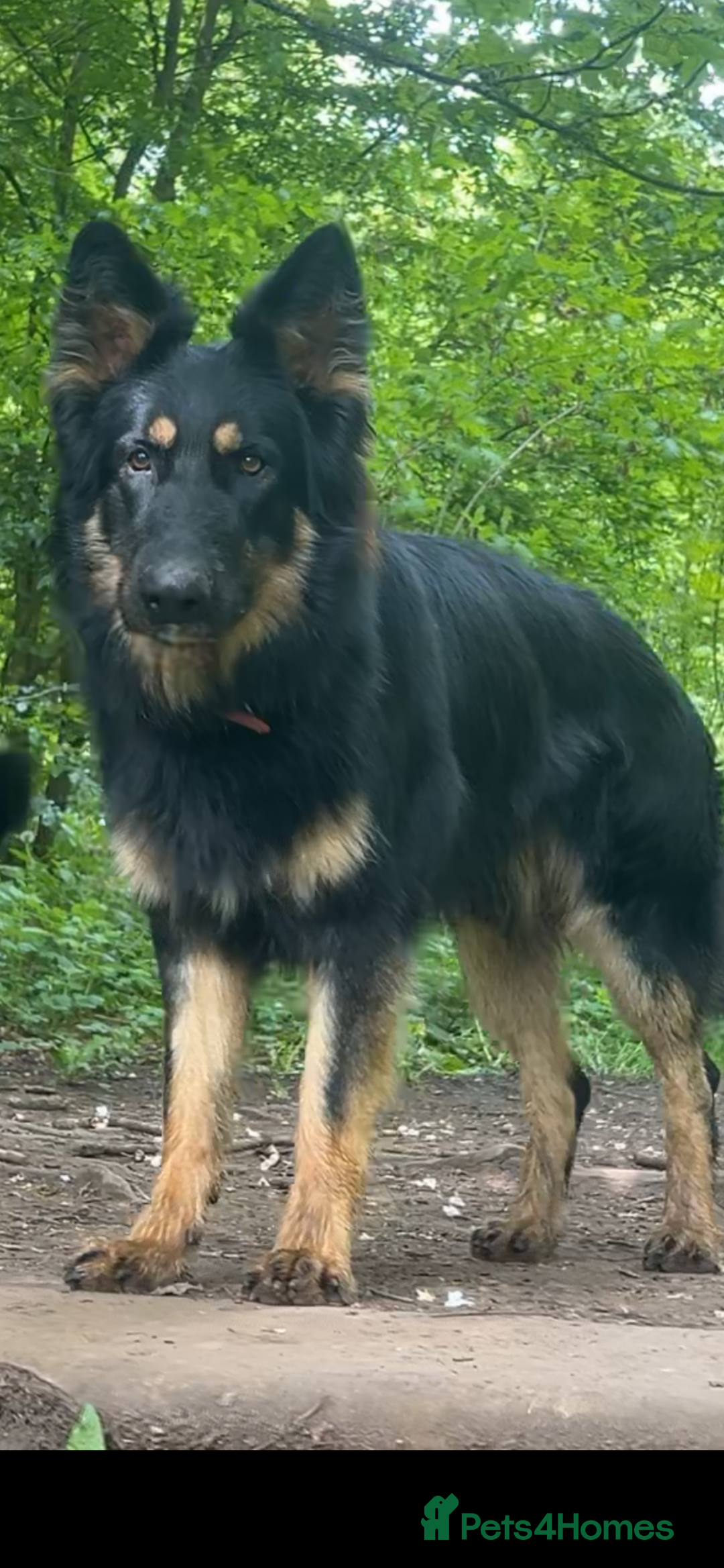 German Shepherd dogs for stud: STUD KC registered Black and Tan German shepherd  in Nottingham - Advert 5