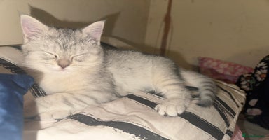 Persian cats Persian kitten for rehome - Advert 7