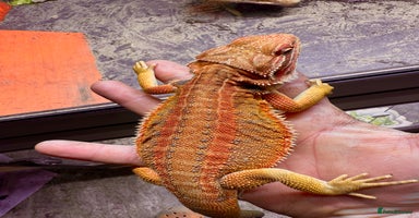 Bearded Dragon reptiles - Advert 4