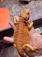 Bearded Dragon reptiles - Advert 4