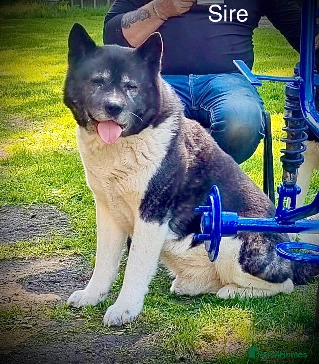 Akita dogs for sale: Quality KC Registered American Akita Puppies - Image 12
