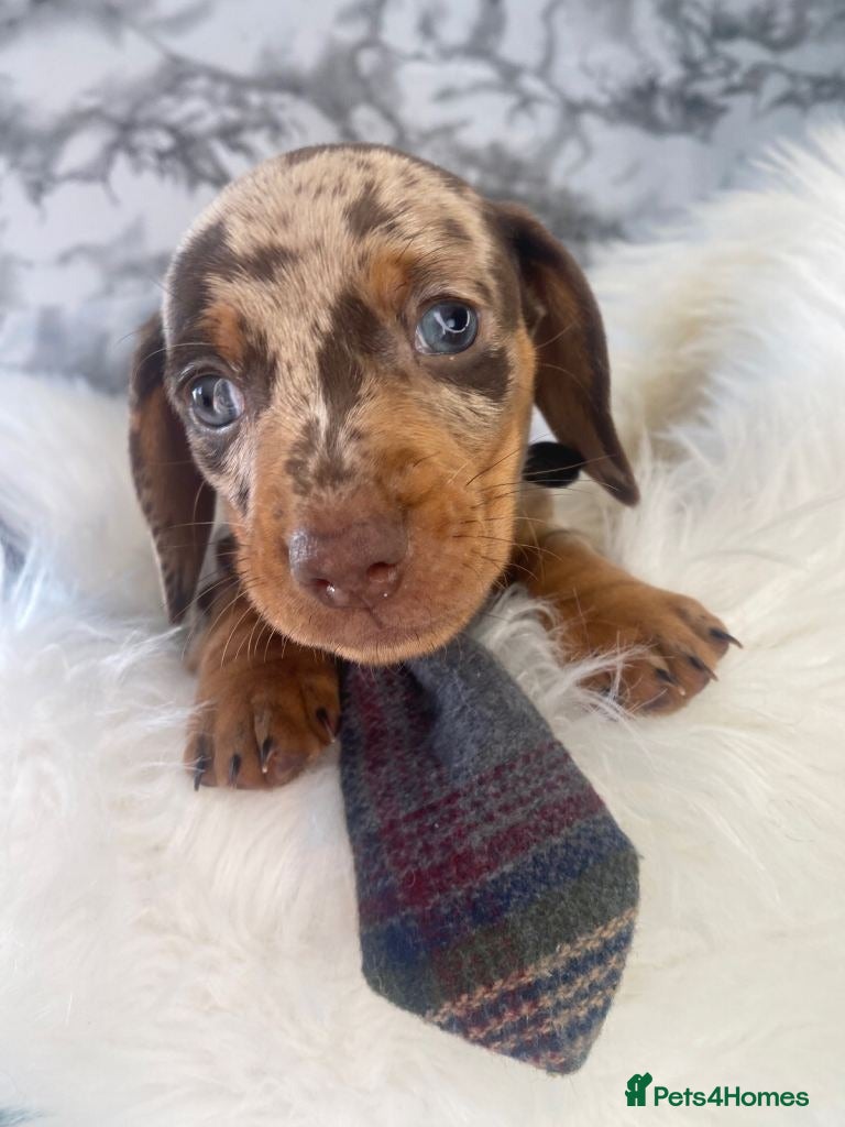 Miniature Dachshund dogs for sale: Beautiful Miniature Dachshund Puppies in Wigan - Advert 5