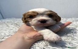 Cavalier King Charles Spaniel dogs for sale: Cavalier puppies  - Advert 4