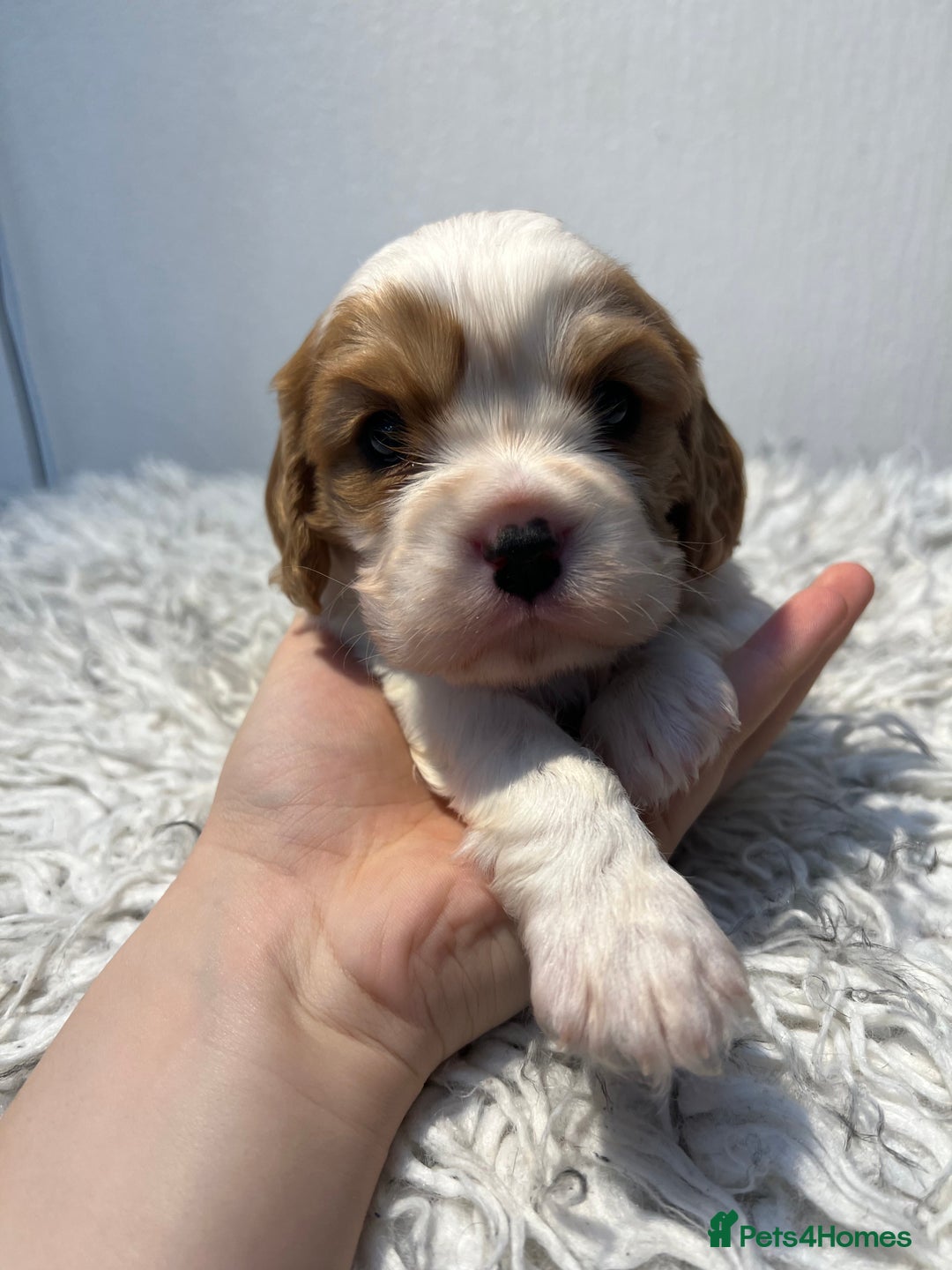 Cavalier King Charles Spaniel dogs for sale: Cavalier puppies  - Advert 4