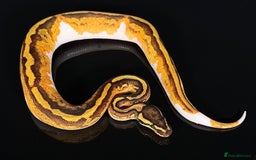 Python Snake reptiles for sale: Royal pythons/ball pythons  - Image 4