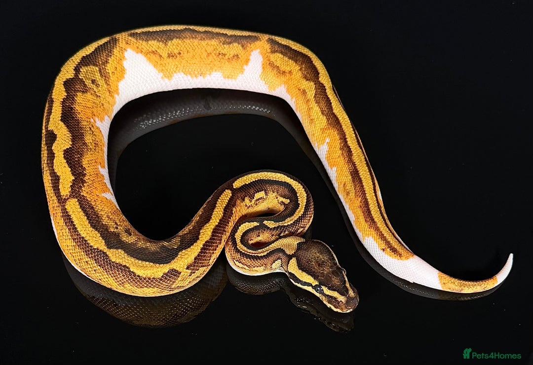 Python Snake reptiles for sale: Royal pythons/ball pythons  - Image 4