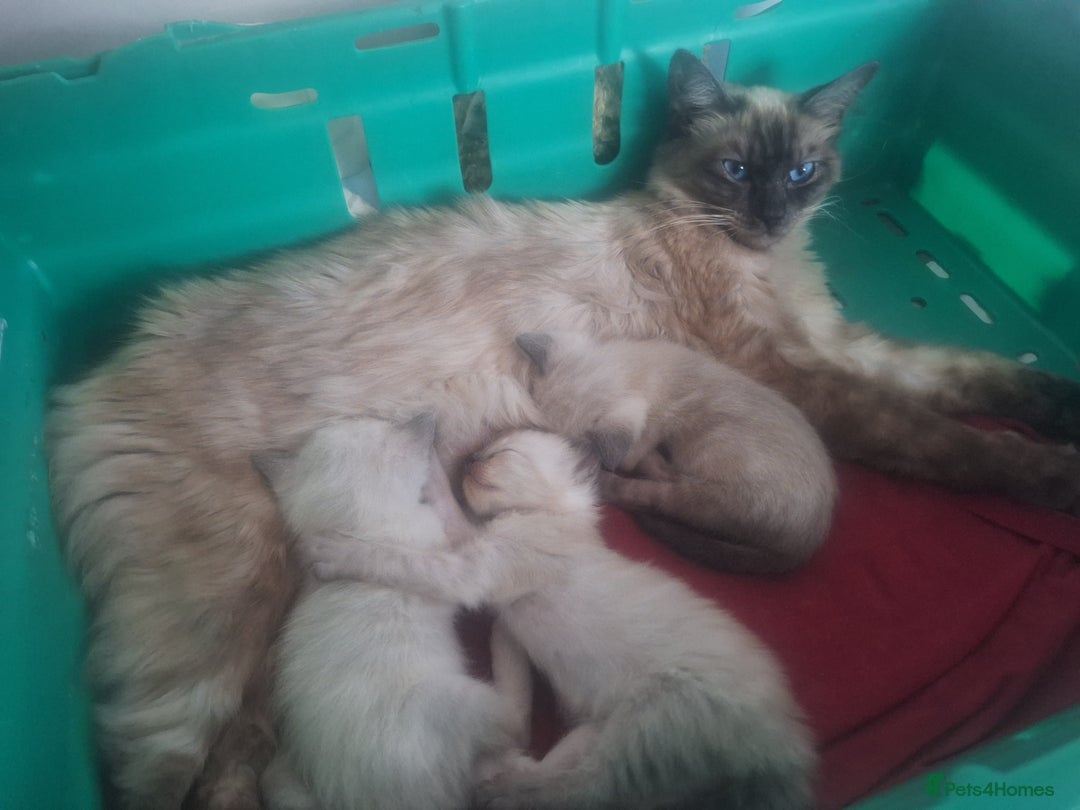 Siamese cats for sale: 3 beautiful siamese seal point kittens  - Image 2